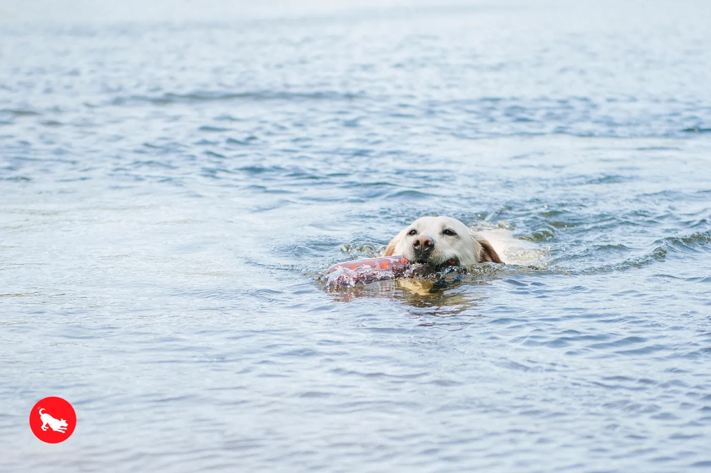 Dog Toss & Float Toy