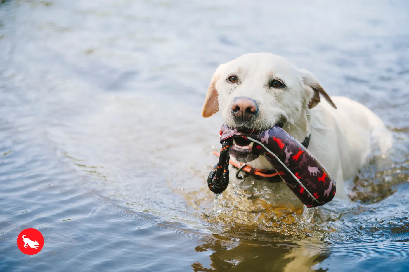 Dog Toss & Float Toy