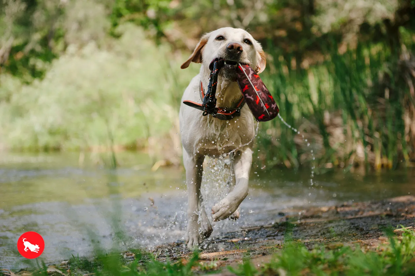 Dog Toss & Float Toy