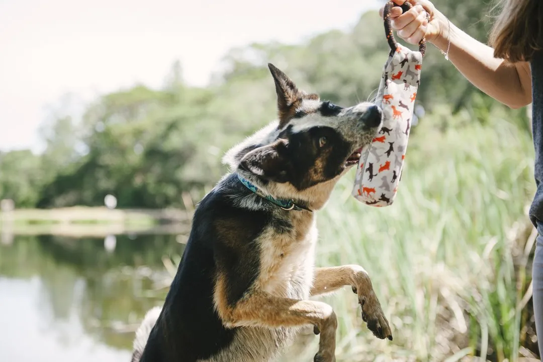 Dog Toss & Float Toy