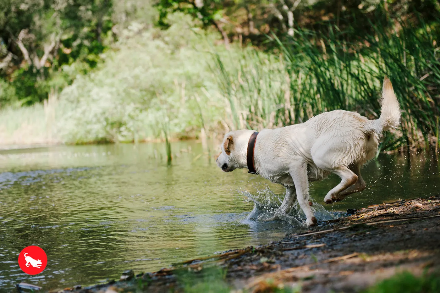 Dog Toss & Float Toy