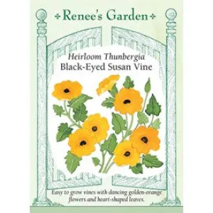 Old-Fashioned Thunbergia: Black Eyed Susan Vine by Renee's Garden